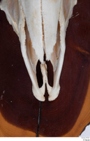  Skull Mouflon Ovis orientalis head skull 0005.jpg